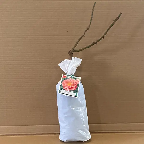 English Shrub Rose Lilian Austin