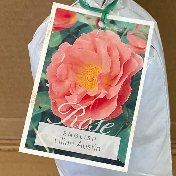 English Shrub Rose Lilian Austin