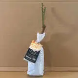 Rose Madame Paule Massad Rose Madame Paule Massad