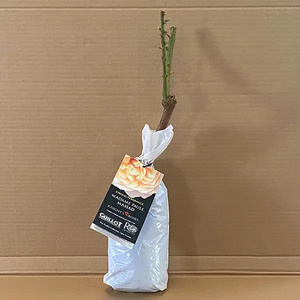 Rose Madame Paule Massad Rose Madame Paule Massad