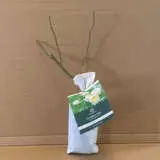 David Austin Rose Vanessa Bell David Austin Rose Vanessa Bell