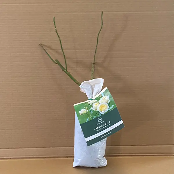 David Austin Rose Vanessa Bell David Austin Rose Vanessa Bell