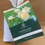 David Austin Rose Vanessa Bell David Austin Rose Vanessa Bell