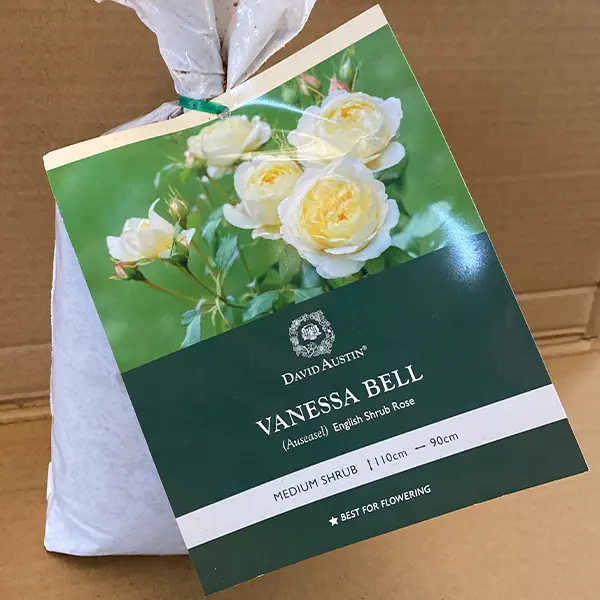 David Austin Rose Vanessa Bell David Austin Rose Vanessa Bell