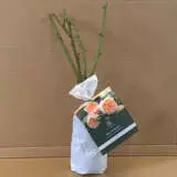 David Austin Rose Bathsheba (pbr) David Austin Rose Bathsheba (pbr)