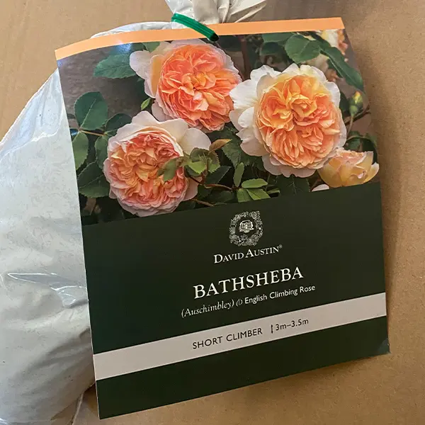 David Austin Rose Bathsheba (pbr)