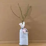 English Shrub Rose Claire Rose English Shrub Rose Claire Rose