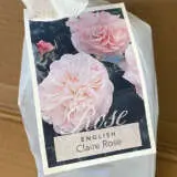 English Shrub Rose Claire Rose English Shrub Rose Claire Rose