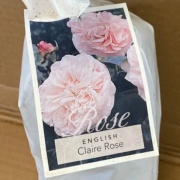 English Shrub Rose Claire Rose
