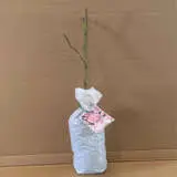 English Shrub Rose Eglantyne English Shrub Rose Eglantyne