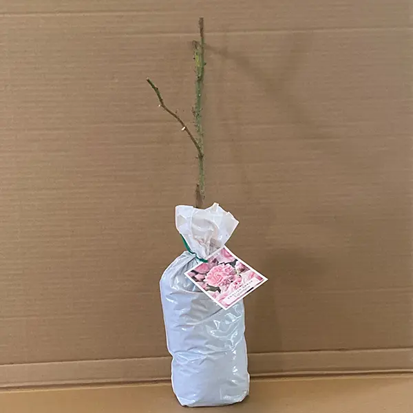 English Shrub Rose Eglantyne