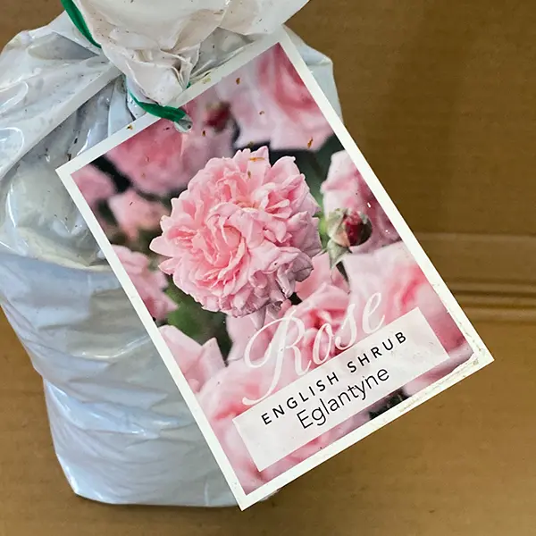 English Shrub Rose Eglantyne