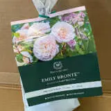 David Austin Rose Emily Bronte David Austin Rose Emily Bronte