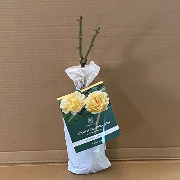 David Austin Rose Golden Celebration