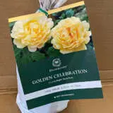 David Austin Rose Golden Celebration David Austin Rose Golden Celebration