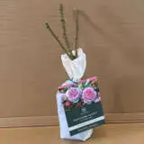 David Austin Rose Olivia Rose Austin (pbr) David Austin Rose Olivia Rose Austin (pbr)