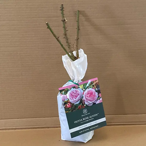 David Austin Rose Olivia Rose Austin (pbr) David Austin Rose Olivia Rose Austin (pbr)