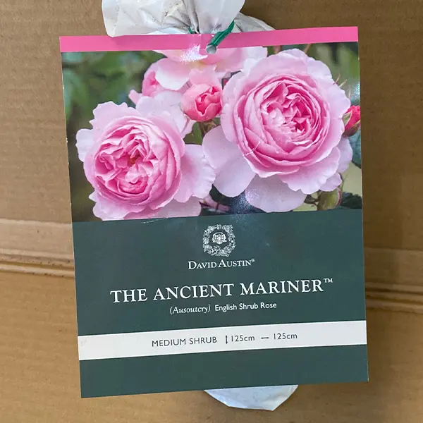 David Austin Rose The Ancient Mariner
