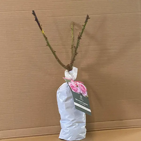 David Austin Rose The Ancient Mariner