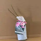 David Austin Rose The Mill On The Floss David Austin Rose The Mill On The Floss