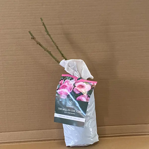 David Austin Rose The Mill On The Floss David Austin Rose The Mill On The Floss