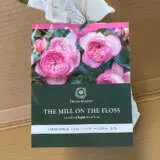 David Austin Rose The Mill On The Floss David Austin Rose The Mill On The Floss