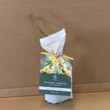 David Austin Rose Tottering By Gently David Austin Rose Tottering By Gently