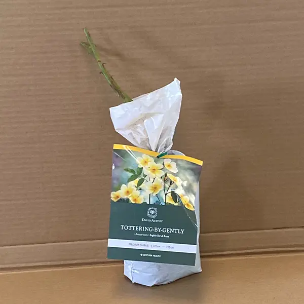 David Austin Rose Tottering By Gently