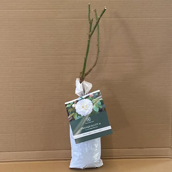 David Austin Rose Tranquillity (pbr) David Austin Rose Tranquillity (pbr)