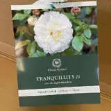 David Austin Rose Tranquillity (pbr) David Austin Rose Tranquillity (pbr)