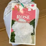 David Austin Rose Winchester Cathedral David Austin Rose Winchester Cathedral