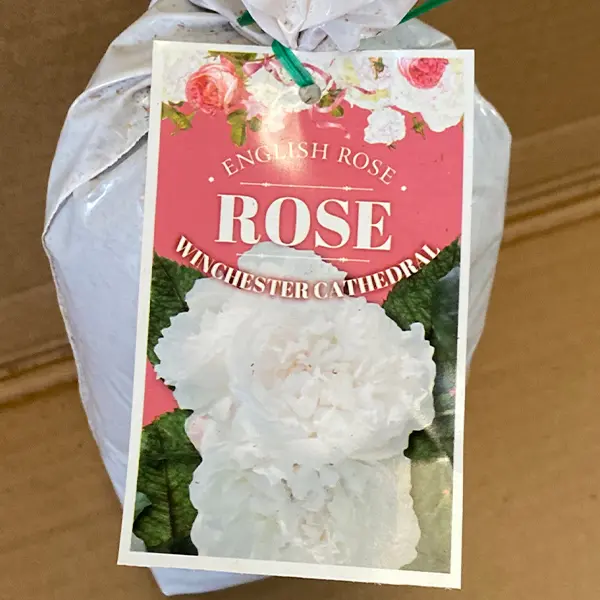 David Austin Rose Winchester Cathedral David Austin Rose Winchester Cathedral