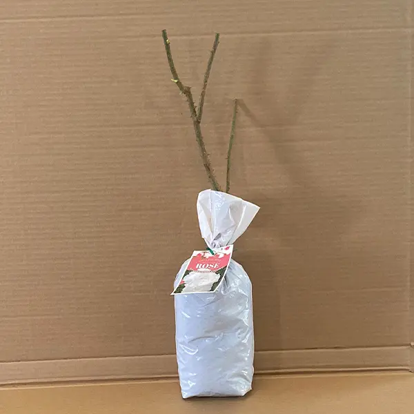 David Austin Rose Winchester Cathedral David Austin Rose Winchester Cathedral