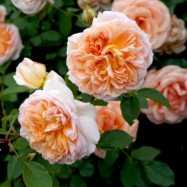 David Austin Rose Bathsheba (pbr)