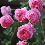 David Austin Rose Boscobel Rosdbos - Garden Express Australia