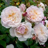 David Austin Rose Emily Bronte Rosdebr - Garden Express Australia
