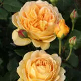 David Austin Rose Golden Celebration Rosdgce - Garden Express Australia