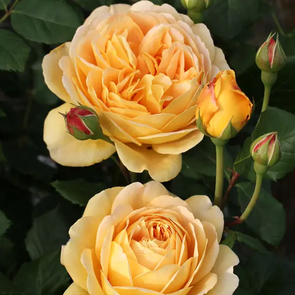 David Austin Rose Golden Celebration