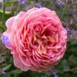 David Austin Rose Jubilee Celebration Rosdjce - Garden Express Australia