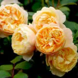 David Austin Rose Roald Dahl Rosdrda - Garden Express Australia