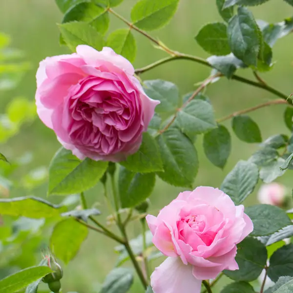 David Austin Rose The Ancient Mariner
