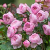 David Austin Rose The Mill On The Floss 2025 Rosdtmf - Garden Express Australia