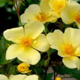 David Austin Rose Tottering By Gently Rosdtbg - Garden Express Australia