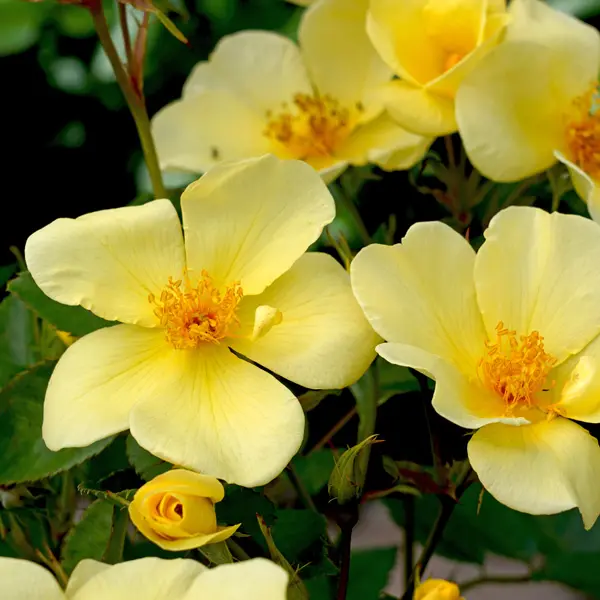 David Austin Rose Tottering By Gently