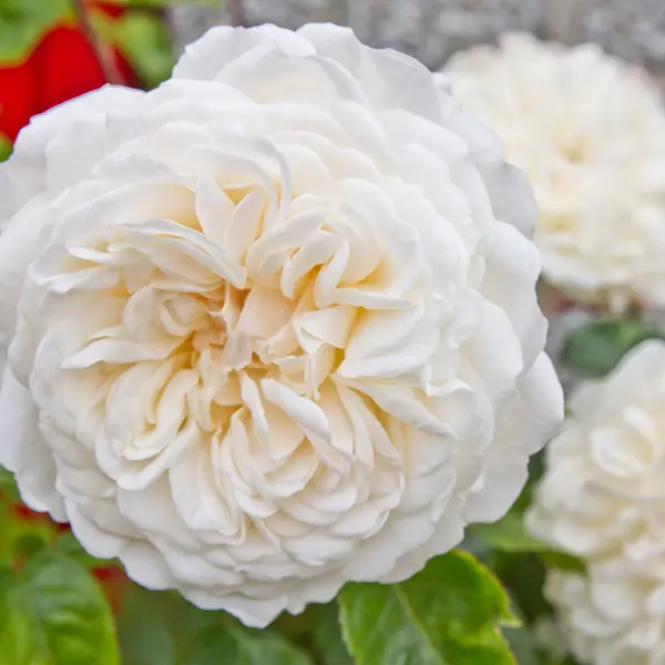 David Austin Rose Tranquillity (pbr) David Austin Rose Tranquillity (pbr)