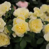 David Austin Rose Vanessa Bell Rosdvbe - Garden Express Australia