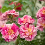 Delbard Rose Edgar Degas Rosdedd - Garden Express Australia