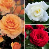 Fragrant Rose Collection Colrosfra - Garden Express Australia
