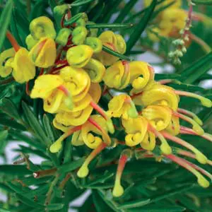 Grevillea Lemon Daze