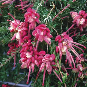 Grevillea Little Drummer Boy